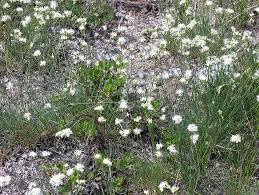 Image result for Entada arenaria