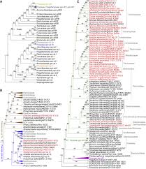 Image result for Dignathia