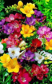 Pin On Types Of Flowers