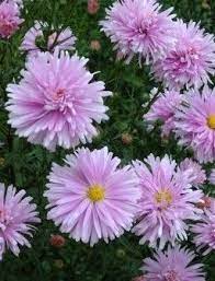 Aster Hardy Perennial Plants Spring Planting Browse Our Shop Perennial Plants Hardy Perennials Spring Plants