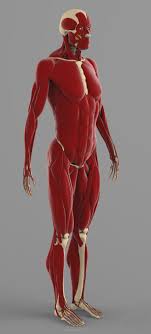 Precise Human Skeleton Muscles 3d Model Skeleton Muscles Human Anatomy Anatomy Models