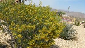 Image result for Cassia agnes