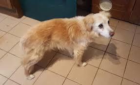 Kiki De La Spa D Auxerre Auxerre Spa