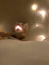 They Tried To Put Me On The Cover Of Vogue Cat Cozy Cat Https Ift Tt 2lyorts Cute Cats Cute Animals Animals