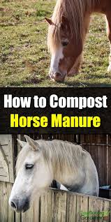 How To Compost Horse Manure Easy Balcony Gardening Horse Manure Horse Manure Composting Compost