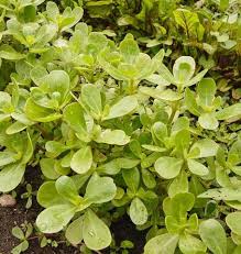 It will come back with a vengeance and be difficult to eradicate. Tall Green Purslane Organic West Coast Seeds