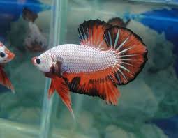 Check out our betta charm selection for the very best in unique or custom, handmade pieces from our charms shops. 500 A Color Of Betta Ideas Betta Betta Fish Siamese Fighting Fish
