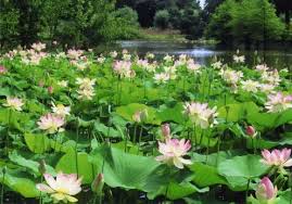 Nama lain bagi kacang telang ialah butterfly pea vine, blue pea, anchan (thailand), pukinggan (filipina) dan dau biec (vietnam). Ini Dia 10 Tanaman Air Apung Yang Cocok Untuk Kolam Outdoor Aquaama