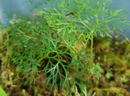 Image result for Elaphoglossum spathulatum