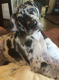 Light marked harlequin female elisabetta fioravanti new owner. 400 Great Danes Ideas Dane Great Dane Great Dane Dogs
