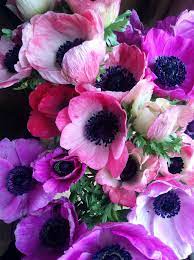 Anemone Pretty Flowers Flowers Nature Anemone Flower