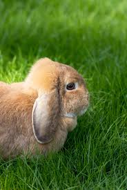 But they are much smaller than their french cousins. Lop Eared Bunny Your Guide To The Floppy Eared Breeds