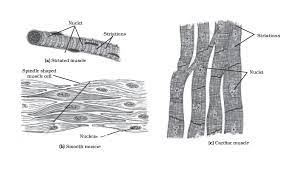 There are three kinds of muscles we need to know about in the human body muscular system. Draw Well Labelled Diagrams Of Various Types Of Muscles Found In Human Body