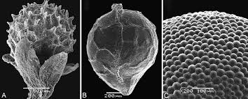 Image result for Centemopsis longipedunculata