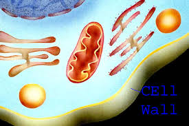 Cell wall composition varies depending on the organism. Cell Wall A Tourists Guide To Cellville