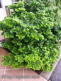 How big does a natal plum tree get? Carissa Macrocarpa Carissa Grandiflora Natal Plum Toptropicals Com