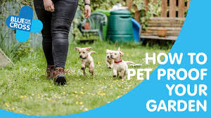 African violets are safe for dogs, and they are easy to care for, which makes them an excellent choice for this list. Pet Friendly Garden Blue Cross