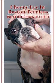 Pin On Animals