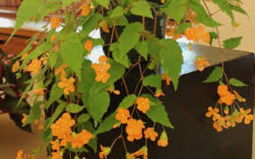 Image result for Vernonia sutherlandii