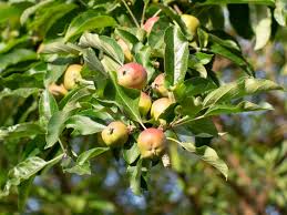 Maybe you would like to learn more about one of these? Varieties Of Apple Trees
