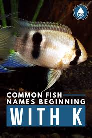Common Fish Names Beginning With K In 2020 Tropical Freshwater Fish Fish Betta Fish