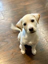 We may have a pet adoption event this weekeng! Louies Legacy Animal Rescue Reviews And Ratings Cincinnati Oh Donate Volunteer Review Greatnonprofits