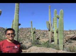 They fire an unknown spell at you, and you shout… and finally: Navajo Word Of The Day Cactus And Saguaro Cactus Youtube