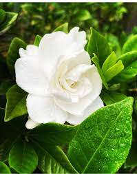 Pin On Wedding Flowers