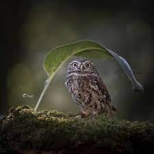 Chopwood mercantile rolling retail cart. Saila Kauranen Samika76 Profile Pinterest