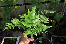 Image result for Pteris preussii