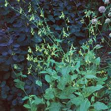 Image result for Nicotiana