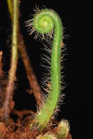 Image result for Blotiella trichosora