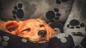 However, your puppy's first night can also be frustrating and sleepless. Dogs Should They Sleep With You At Night