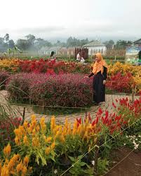 Bunga petunia selalu menjadi favorit tanaman hias gantung semua orang di dunia sejak zaman dahulu kala. Pesona Taman Bunga Kadung Hejo Di Pandeglang Backpacker Jakarta