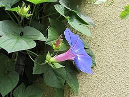 観照 庭の花 少しつづきを オーシャンブルーと紫陽花 チェリーセージ 遊心六中記 楽天ブログ
