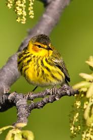 White Bird With Red Cheeks Cape May Warbler By Lloyd Spitalnik Pet Birds Male Bird Beautiful Birds