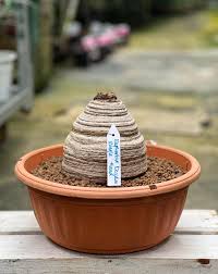 Image result for Euphorbia fanshawei