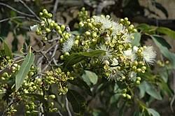Image result for Eucalyptus torelliana