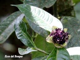 Image result for Psychotria articulata