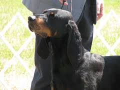 February 13, 2021 in uncategorized in uncategorized Rare Endangered Dog Breeds Flickr