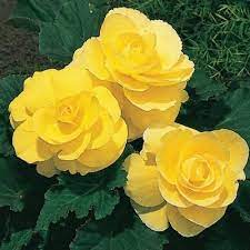 Garden Meaning Flower Pots Flowers Begonia