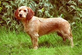 We did not find results for: Basset Fauve De Bretagne Wds2018