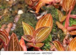 Image result for Lotus discolor