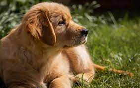 It's also free to list your available puppies and litters on our site. Golden Retriever Rescues In Ohio Adopt A Golden Retriever Near You Golden Hearts