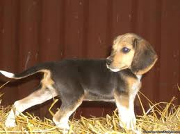 Check spelling or type a new query. 55 Beagles For Sale Mn L2sanpiero
