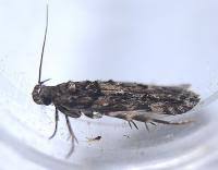 Image result for Teleiopsis diffinis