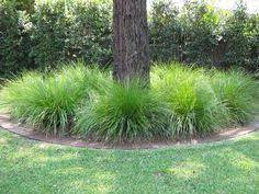 Combine apple and lemon juices. 50 Drought Tolerant Shade Plants Ideas Shade Plants Plants Drought Tolerant
