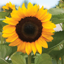Free shipping on orders over $25 shipped by amazon. Procut Orange F1 Sunflower Seed Johnny S Selected Seeds