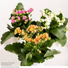 Image result for Kalanchoe rosalina