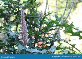 Image result for Acanthus montanus